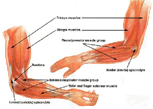 Dirsek Eklemi Anatomisi